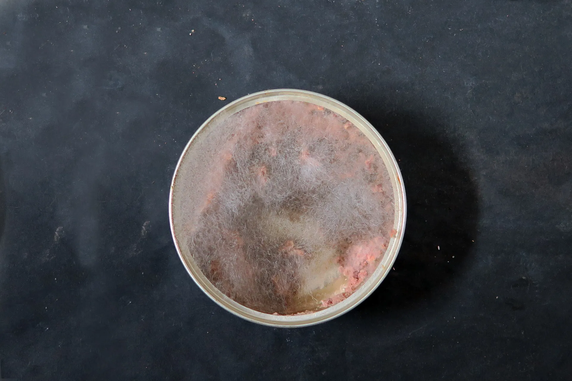 Mucor racemosus - 1